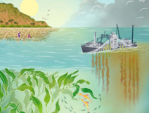 Artist's illustration of industrial seaweed production